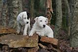 PARSON RUSSEL TERRIER 255